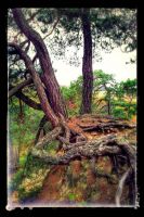 Arbre Butte Blanche